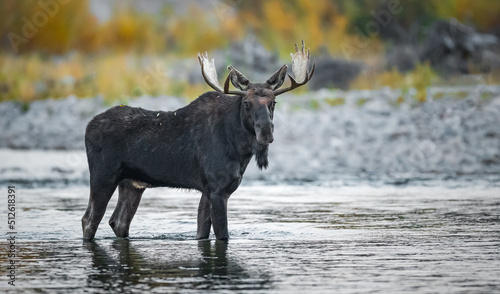 Bull Moose standing in water