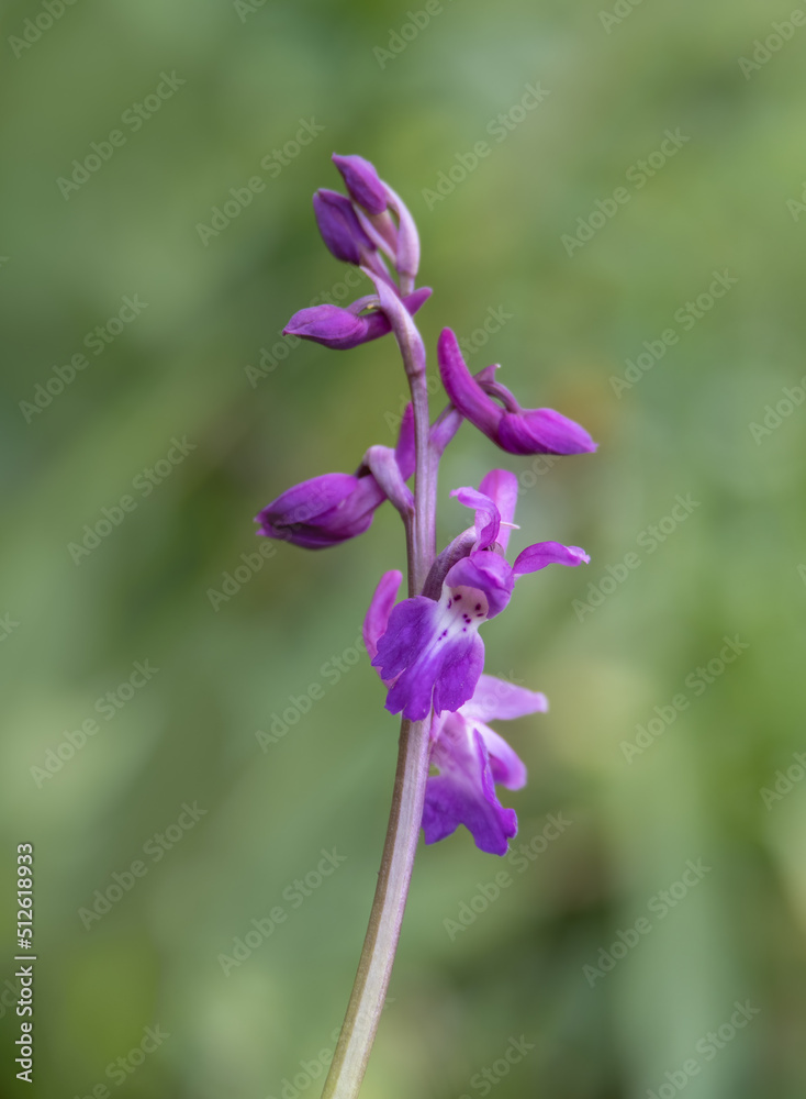 Early Purple Orchid, Orchis mascula, in flower.