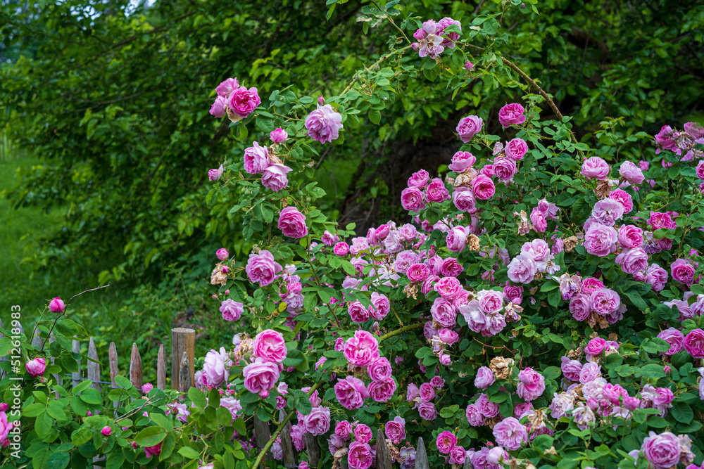 D, Bodensee, Sommermorgen auf der Blumeninsel Mainau; Rosenstrauch am Bauerngarten, Rose: Queen of Bourbons, Züchter: Mauget, 1835 D, Bodensee, Sommermorgen auf der Blumeninsel Mainau; Rosenstrauch am Bauerngarten, Rose: Queen of Bourbons, Züchter: Mauget, 1835