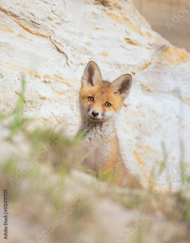 Cute fox Vulpes vulpes cub has climbed out of the burrow and is looking around. photo