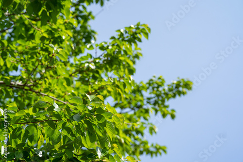 青空と共存する初夏の緑 © hiroyoshi