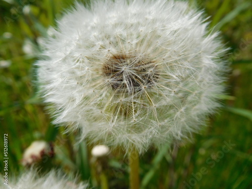 dandelion on green background  blowball close-up o