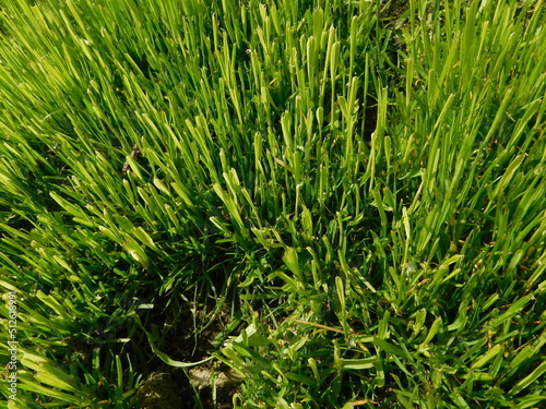green grass background, clipped grass on the lawn, macro