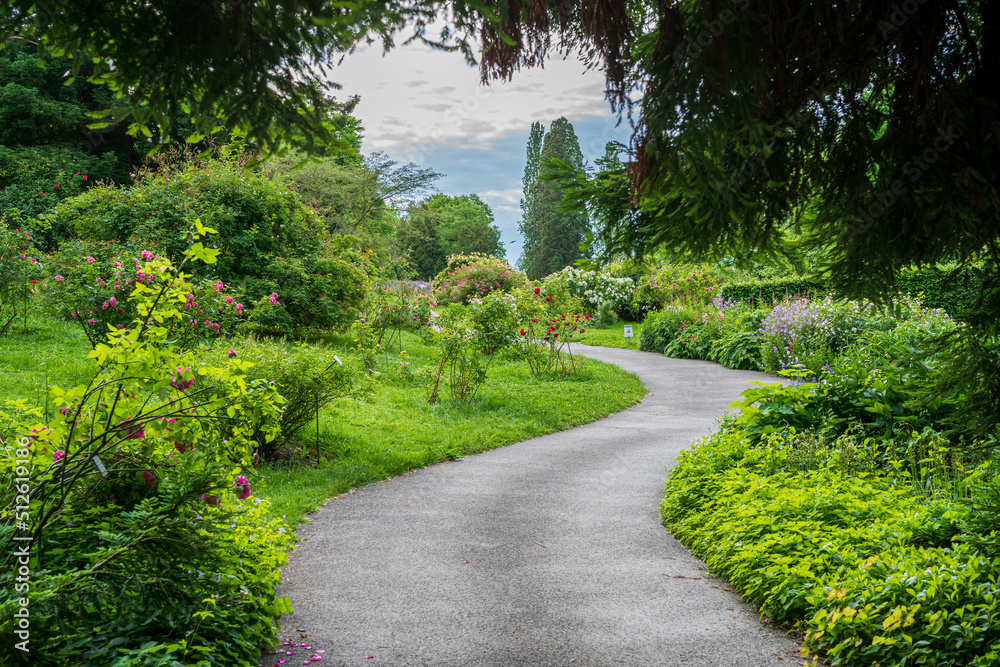 D, Bodensee, Sommermorgen auf der Blumeninsel Mainau, Spazierweg durch den Rosengarten D, Bodensee, Sommermorgen auf der Blumeninsel Mainau, Spazierweg durch den Rosengarten