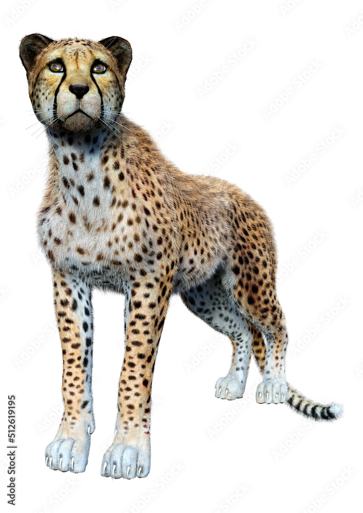 3D Rendering Big Cat Cheetah on White