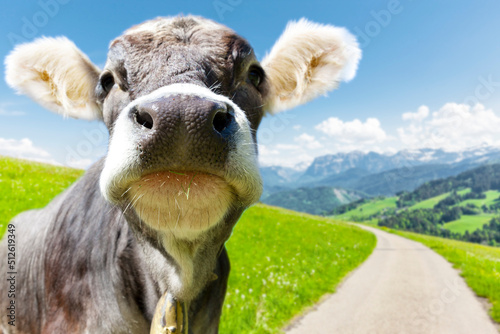 Kuh in Alpenlandschaft in Österreich