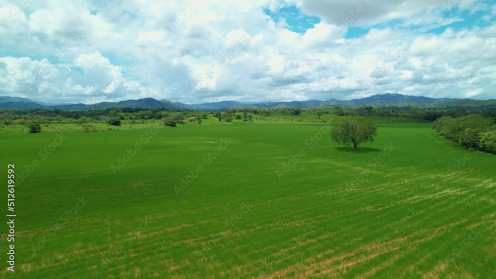 AERIAL: Aerial shot of tropical nature surrounding rice paddies. Flying shot of long lines of rice on a massive farm in rural Panama. Drone view of the lush green rice paddies in scenic Central Panama AERIAL: Aerial shot of tropical nature surrounding rice paddies. Flying shot of long lines of rice on a massive farm in rural Panama. Drone view of the lush green rice paddies in scenic Central Panama