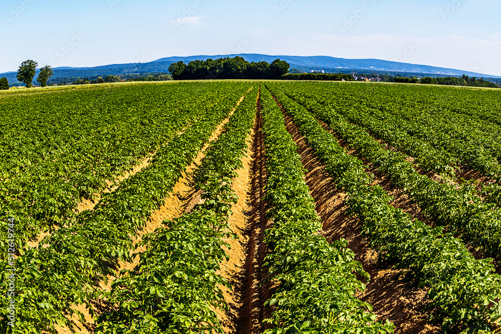 Potato field in summer, Hesse, Germany 