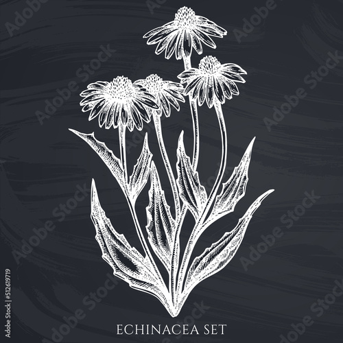 Tea herbs hand drawn vector illustrations collection. Chalk echinacea.