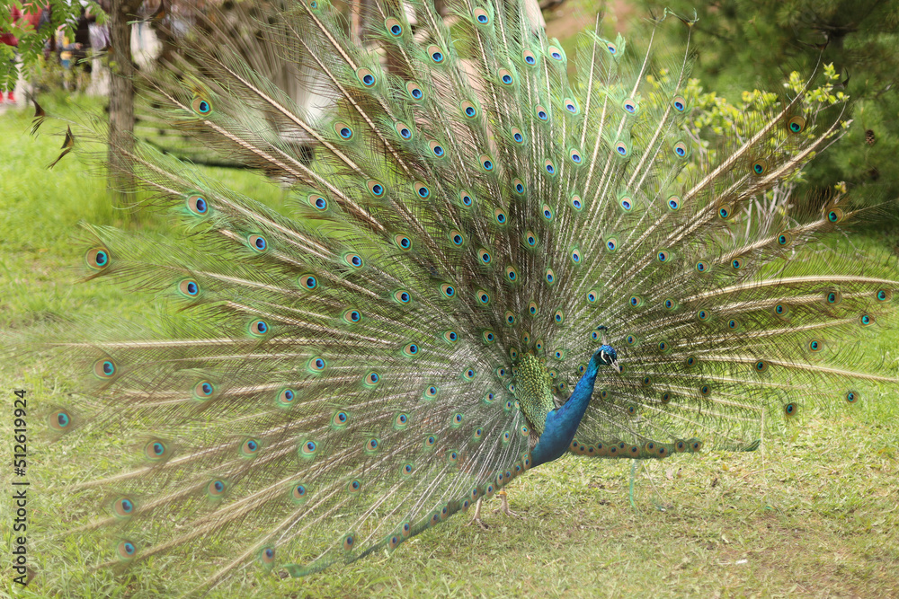 Obraz premium beautiful peacock with its open feathers
