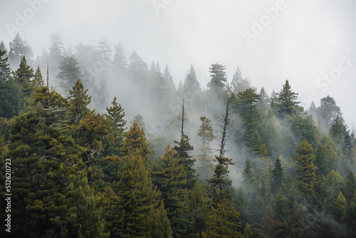 Redwood Forest © Trevor McBroom