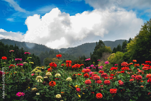 Summer Flowers