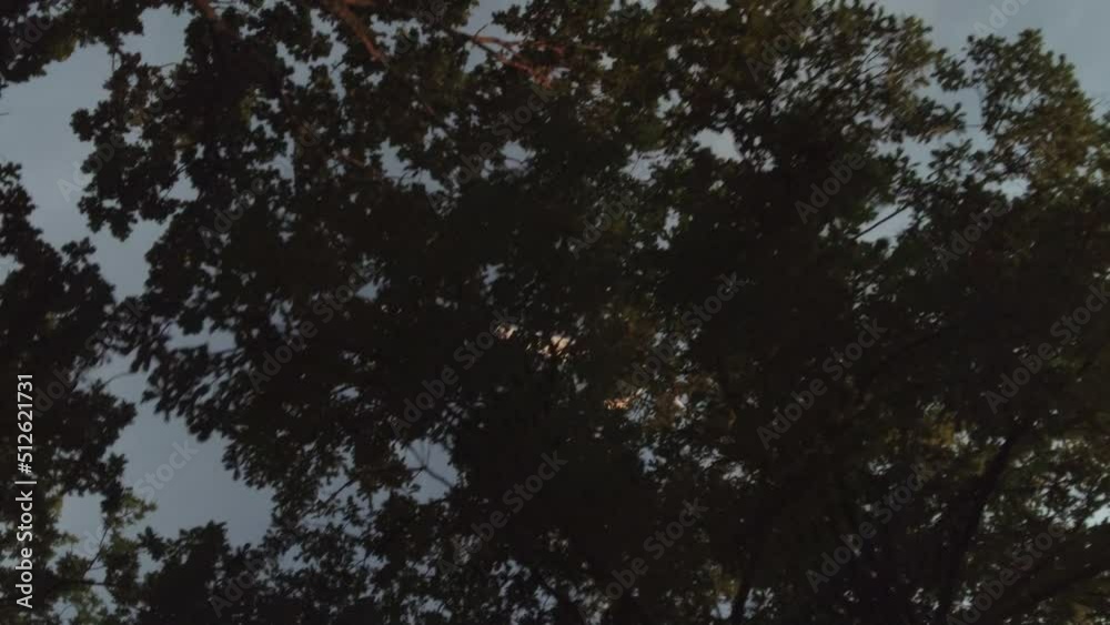 wind turbine behind trees low angle parallax wind turbine behind trees low angle parallax