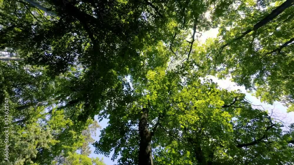 Walking Through a Green Forest Looking Straight Up Into the Branches.Sun rays Walking Through a Green Forest Looking Straight Up Into the Branches.Sun rays