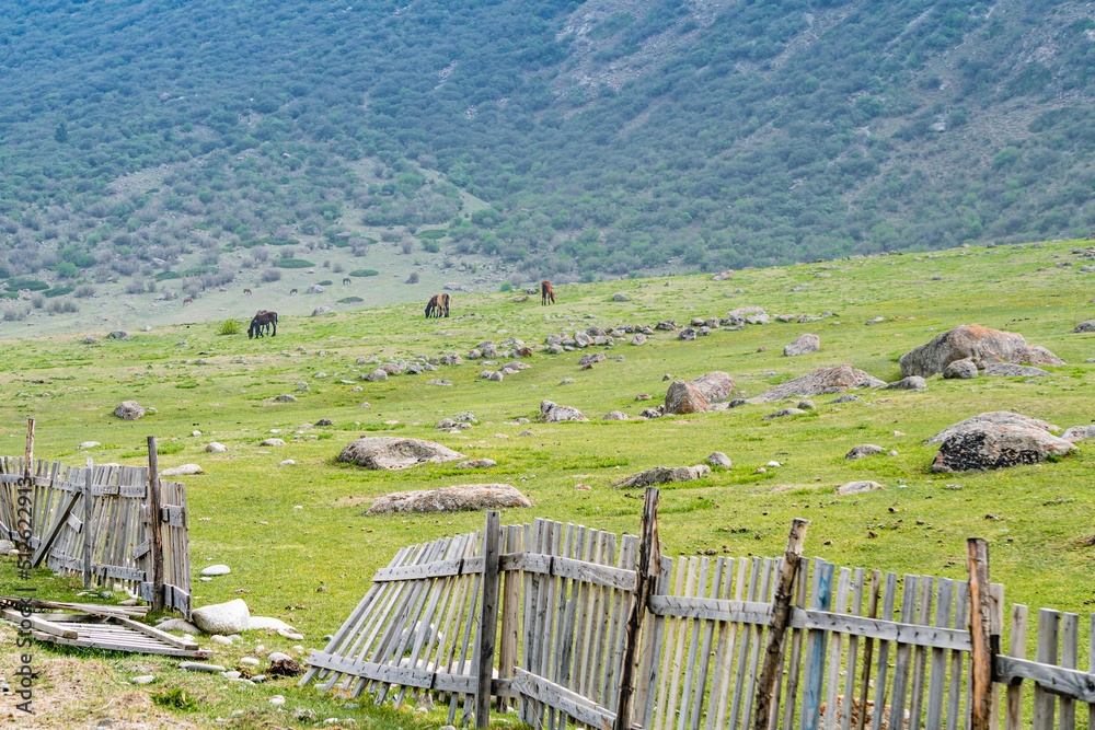 Green fields, grazing domestic animals, slopes of the Tien Shan mountains, Kyrgyzstan