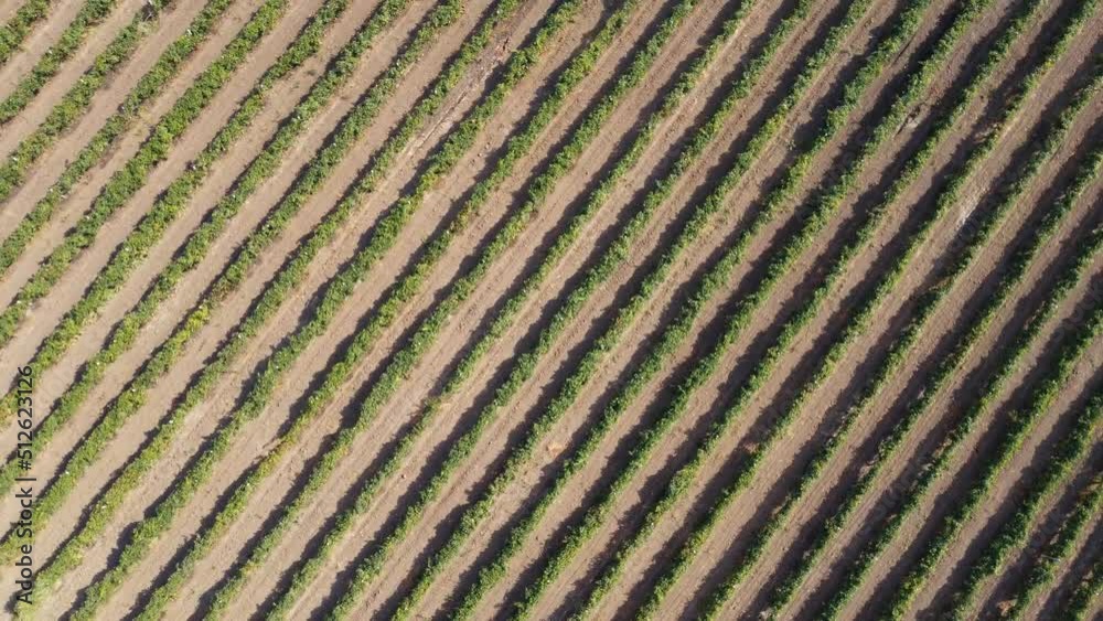 Top view of rows of vineyard. Drone from the air on an agricultural vineyard.