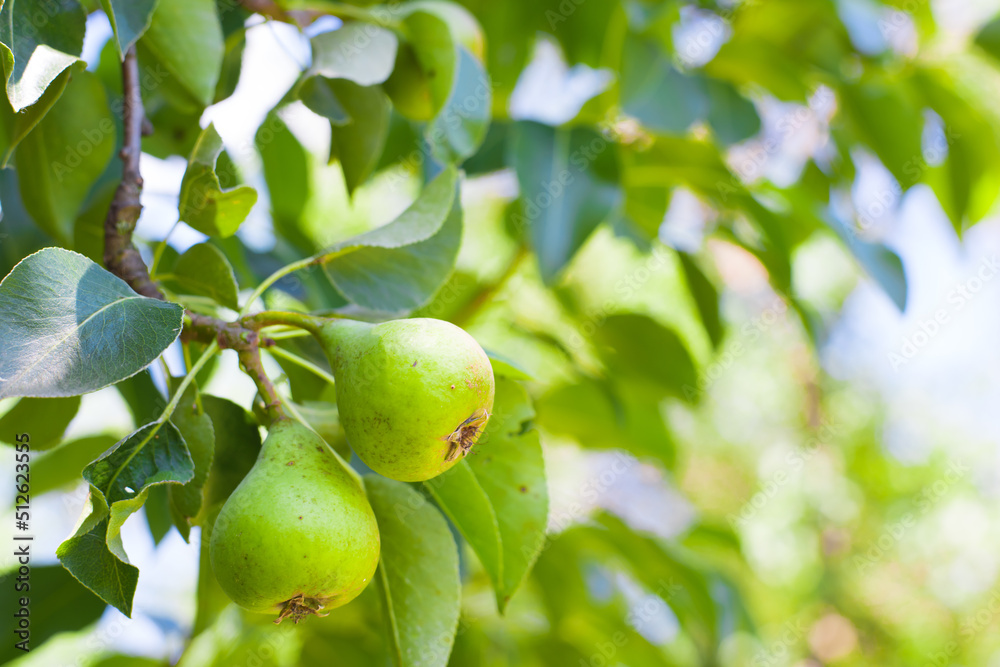 green pears are on the branch of tree green pears are on the branch of tree
