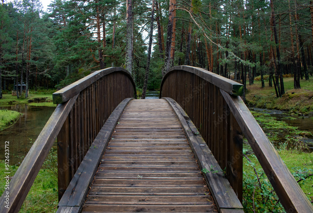 Puente al bosque