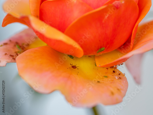 aphids, pests that destroy and attack flowers, roses attacked by these insects, macro shot of an aphid worm photo