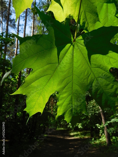 green maple leaf close-up on a blurred background of a forest path, natural summer background, wallpaper, copy space