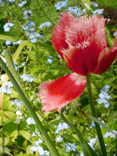 red flower in garden