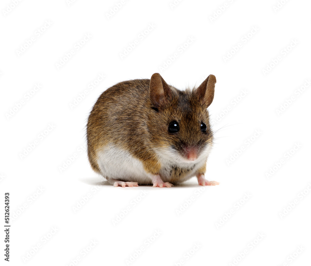 Wood mouse isolated on white Wood mouse isolated on white