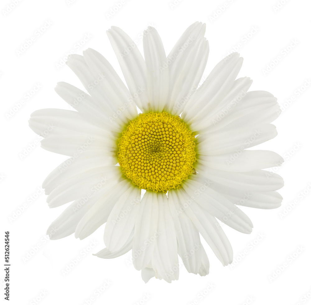Chamomile flower isolated on white background, top view
