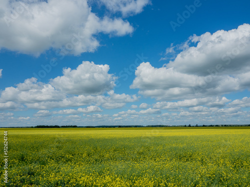 A boundless field with yellow flowers on a blue sky background