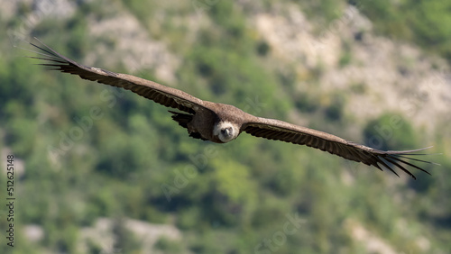 Griffon vulture in flight in the Baronnies, France