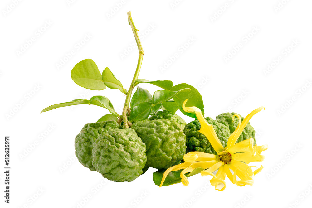 Fresh bergamot fruit or kaffir lime and leaf on white background with clipping path. Fresh bergamot fruit or kaffir lime and leaf on white background with clipping path.