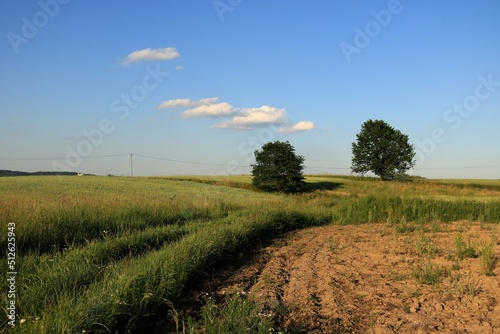 Czerwcowy krajobraz
