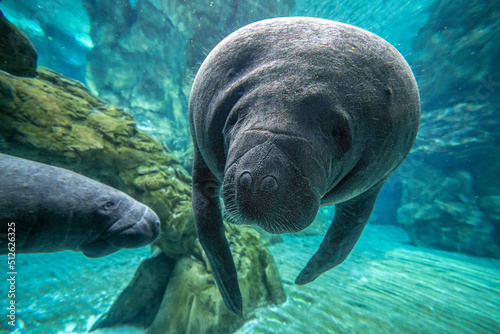 Tableau sur toile manatee underwater close up portrait