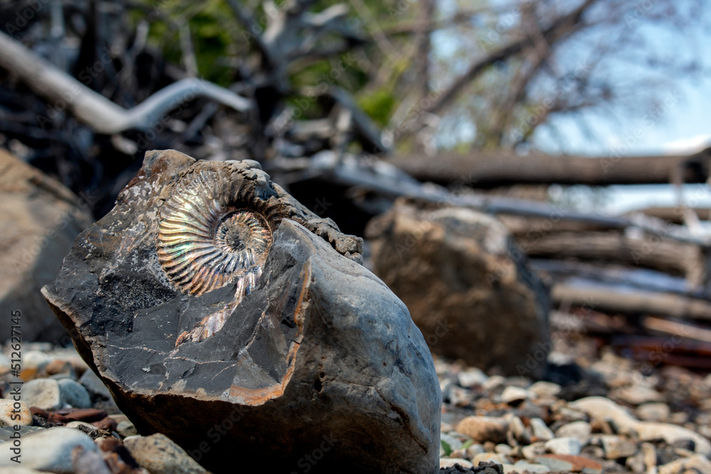 Obraz premium The shell of an ancient Ammonite mollusk frozen in stone. Paleontological finds.