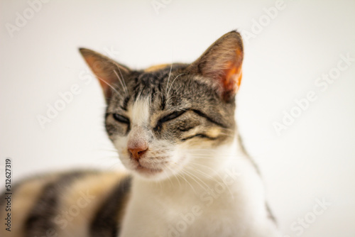 Beautiful tricolor cat on white background. Domestic animal.