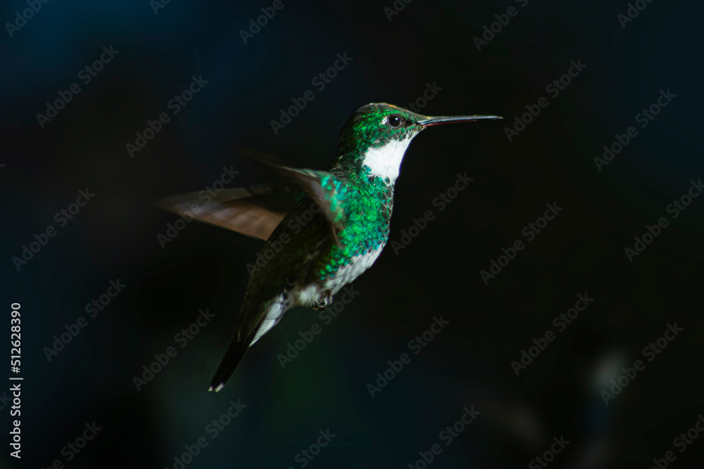 Fototapeta premium Colibrí garganta blanca volando sobre fondo oscuro