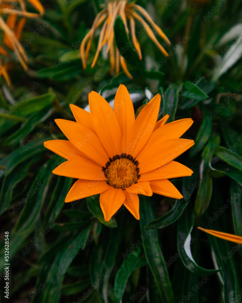 orange flower orange flower
