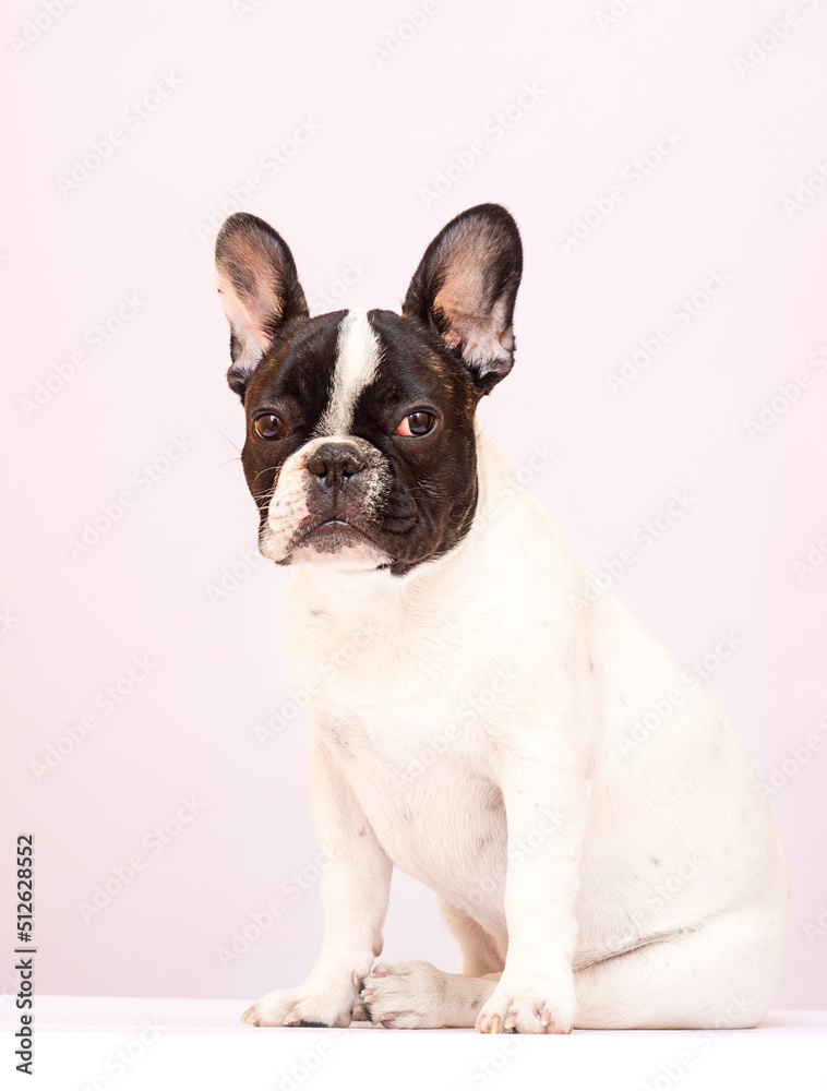 dog breed bulldog looks in the studio dog breed bulldog looks in the studio