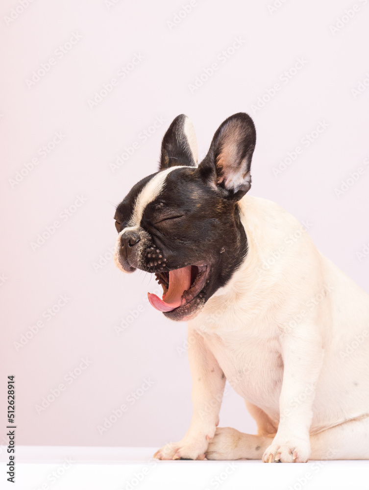 dog yawns bulldog breed in the studio