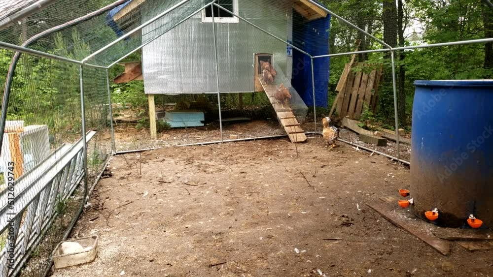 Chickens getting out of the chicken coop into enclosure to get some food and water. Chickens getting out of the chicken coop into enclosure to get some food and water.
