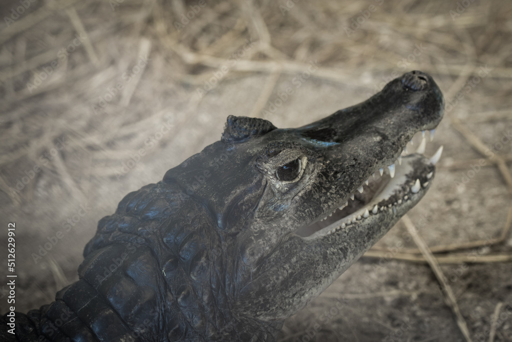 Crocodile in a farm