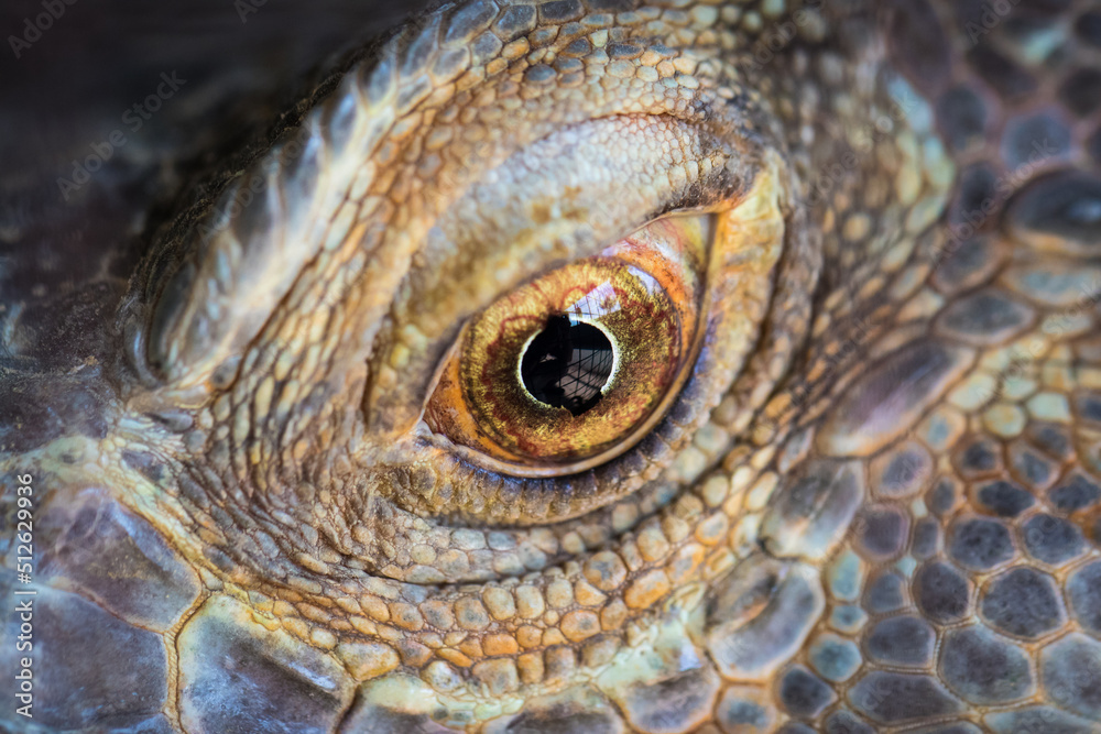 Lizard watching.