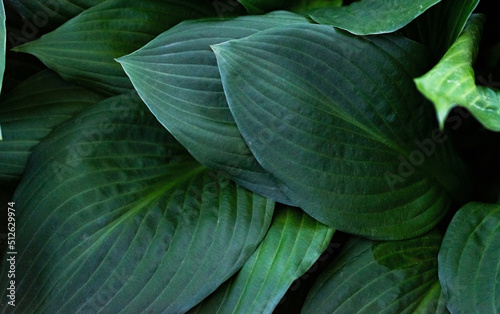 A hosta funkia plant in close-up. A plant with large leaves. Leaf structure of funkia hosta. Background of large leaves with a visible structure. © PhotoRK