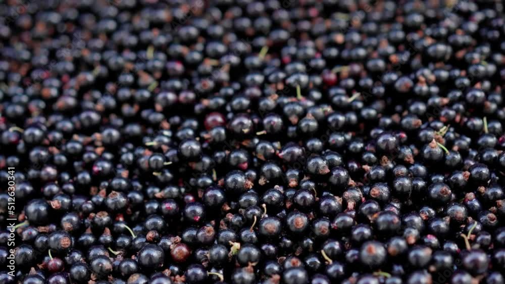 Currant. A large number of ripe currant fruits Currant. A large number of ripe currant fruits