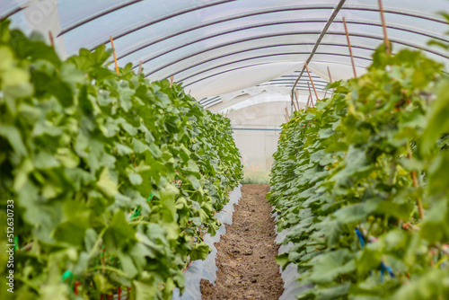 Organic melon or cantaloupe fruit with straight walkway in the greenhouse farm, Ripe Japanese melon or Cantaloupe.