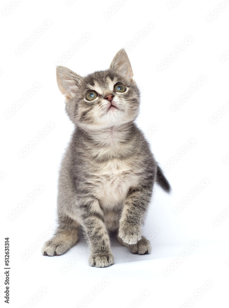 gray kitten looks up gray kitten looks up