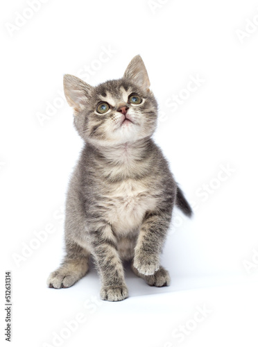 gray kitten looks up