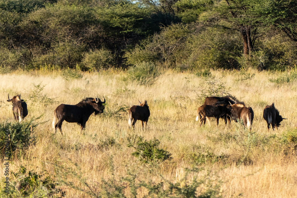 A small herd of Black Wildebeest, Connochaetes gnou, looking for food on the ground A small herd of Black Wildebeest, Connochaetes gnou, looking for food on the ground