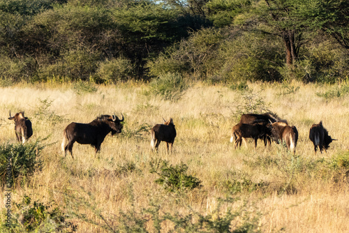 A small herd of Black Wildebeest, Connochaetes gnou, looking for food on the ground © Andreas