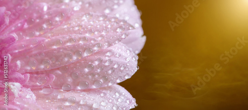 Pink summer flower petals on golden background, web banner