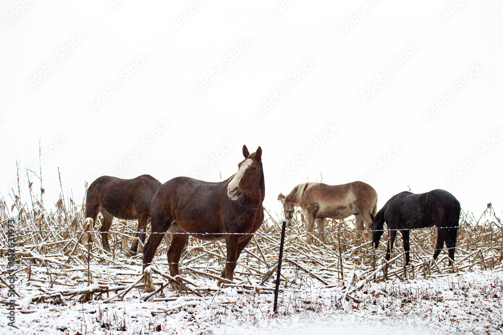Four horses grazing in a snowy corn field | Amish country, Ohio Four horses grazing in a snowy corn field | Amish country, Ohio